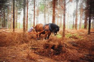 Gentle Giant - Horse at Work in the Forest