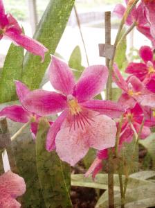 Pink Orchid - Fun with Textures